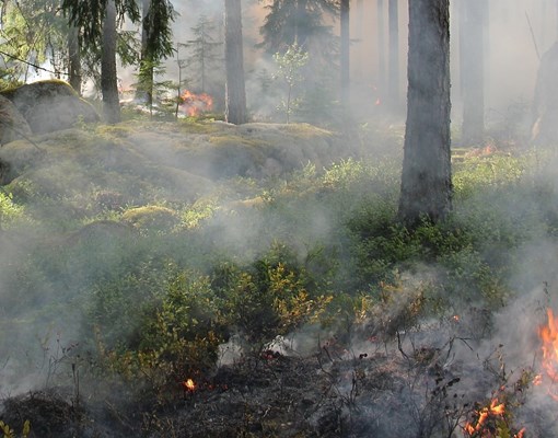 Foto på brand i skogsmiljö