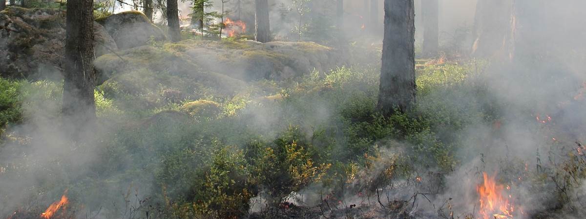 Foto på brand i skogsmiljö